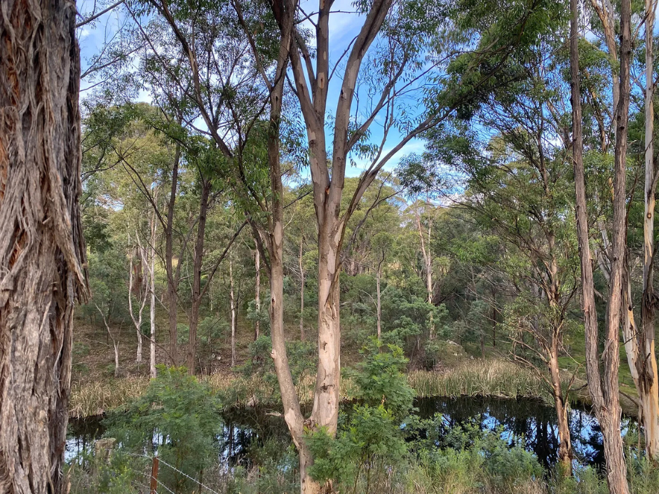 The image depicts a serene woodland scene with tall trees scattered throughout. The background features a small reflective body of water surrounded by lush greenery and dense foliage.